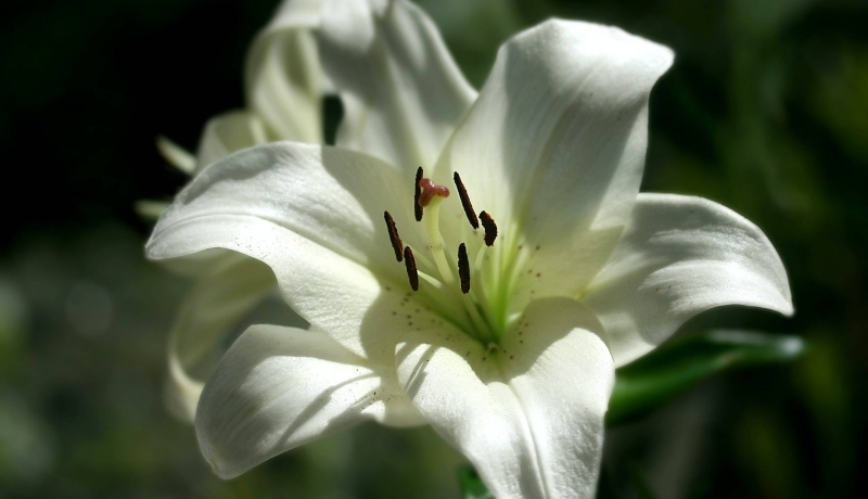 witte lelie. in memoriam bericht